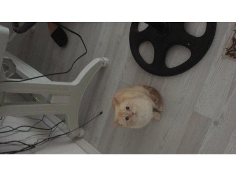 Kedi çok tatlı ailemde tüy alerjisi olduğu için vercem