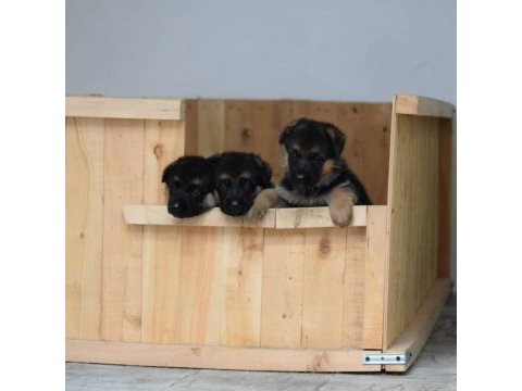 Alman çoban köpeği yavruları