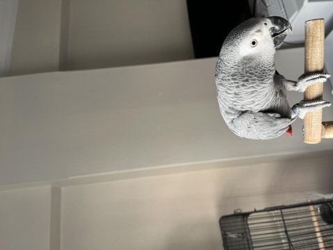 Jumbo boy evraklı belgeli jako papağanı
