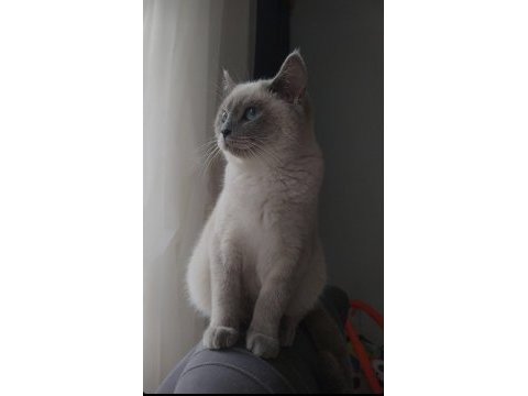 Blue point 7 aylık dişi british shorthair