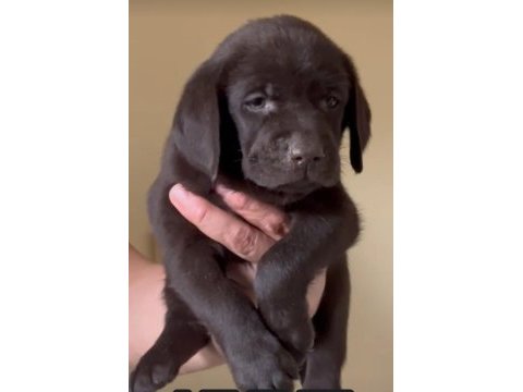 Çikolata nutella labrador tatlışlar