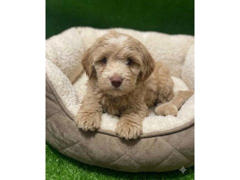 Maltipoo bebekler