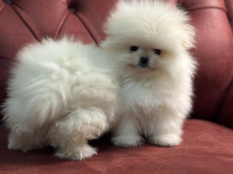 Ankaranın  en özel teddy pomeranian yavruları