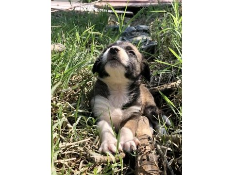 Şirin yavru köpekler sahiplendirilecektir