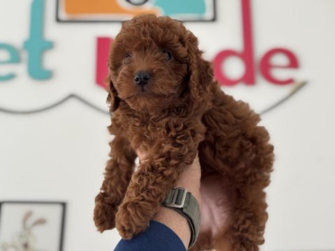 Çok özel redbrown kore toy poodle yavrularımız