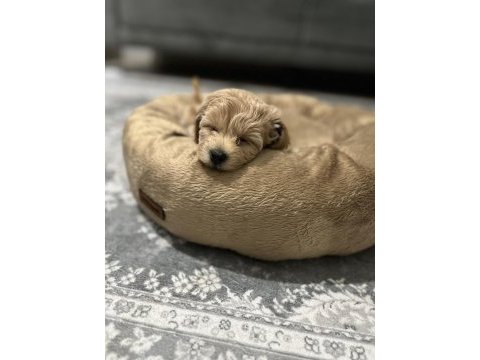 Köpeğimizi sahiplenecek yuva arıyoruz