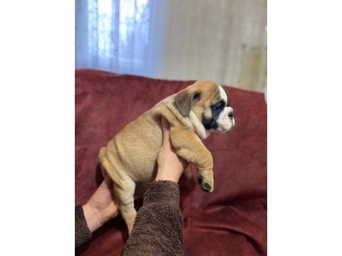 Üst kalite ingiliz bulldog bebekler