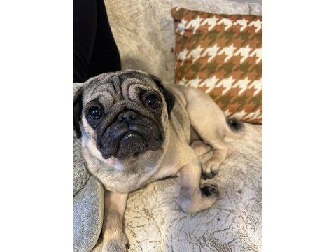 Pug latte yeni sahibini arıyor