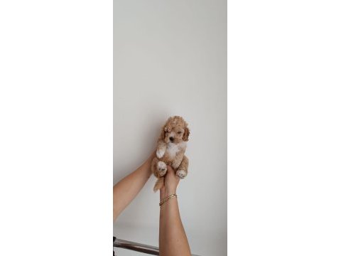 Orjinal kendi köpeğimin yavruları