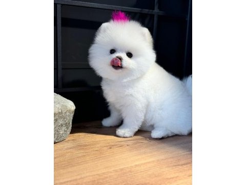 Pomeranian boo yavrular