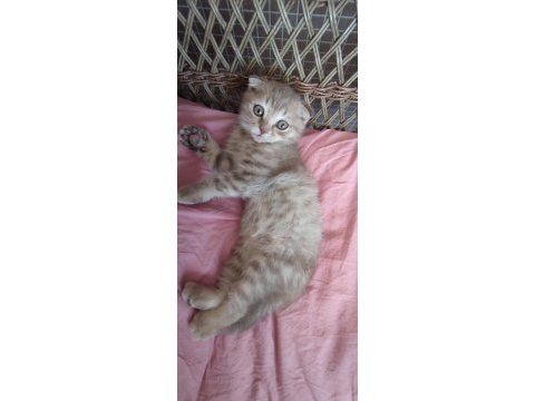 2 aylık scottish fold yavru