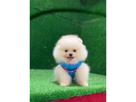 Blacks petshop garantisiyle pomeranian köpeklerimiz