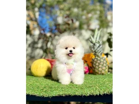 Safkan pomeranian yavrular