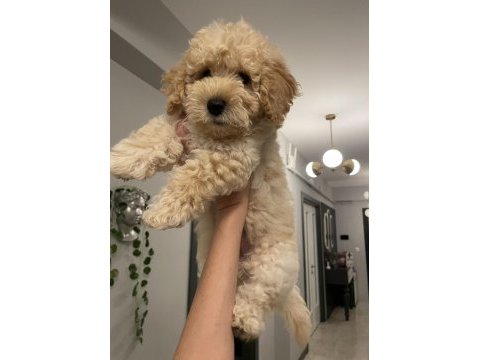 Diş f1 maltipoo yavru