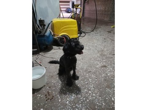 Terrier süs köpeği eğitimli sahiplendirilecektir