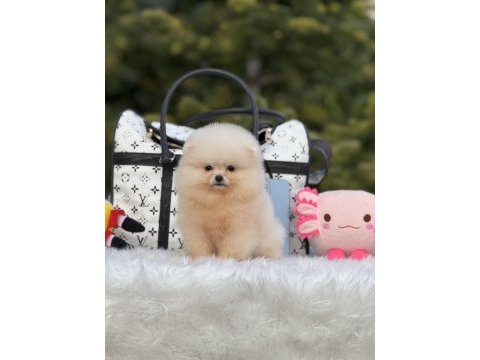 Baby face pomeranian yavrular