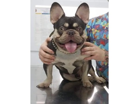 Egzotik dişi ve erkek french bulldog yavrularımız mevcut