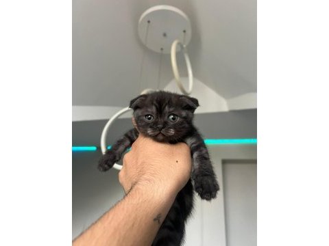 Scottish fold yavru