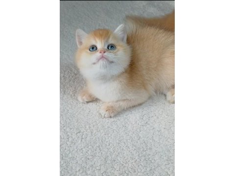Irk garantili golden british shorthair bebekler