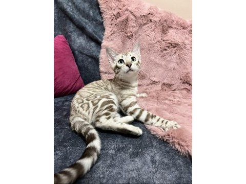 Snow bengal erkek 5 aylık