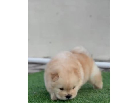Birinci sınıf 2 adet chow chow