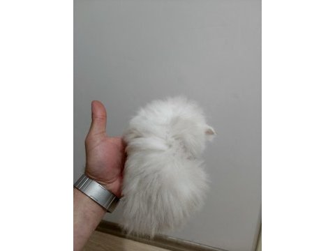 Chinchilla kediler