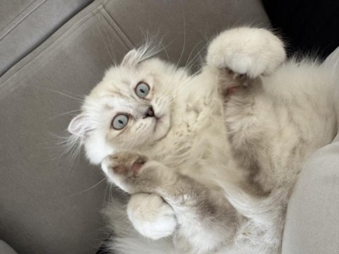 Scottish fold x british longhair