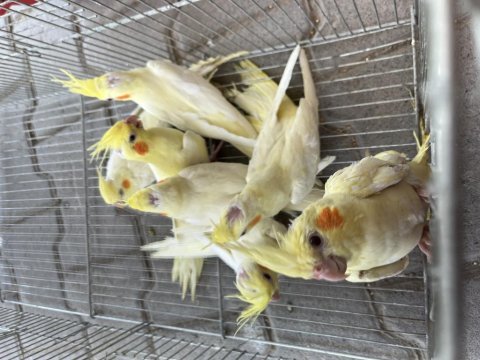 Bebek sultan papağanları