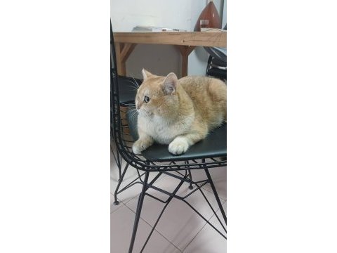 British longhair golden kedim
