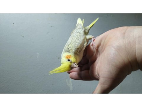 Sultan papağanı 30 günlük