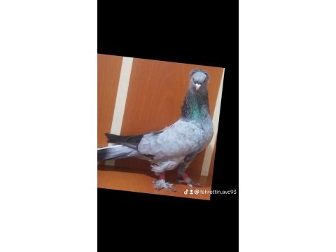Üst düzey oyun kuşları