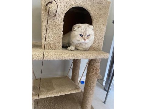 Scottish fold kedisi