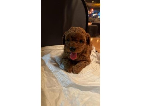 Minnacık yavru toy poodle bebeğim