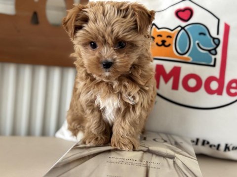 Petmode köpek çiftliğinden tea cup morkie yavrumuz