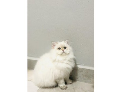 By1133 dişi 5 aylık british longhair