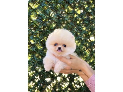 Biblo erkek pomeranian boo
