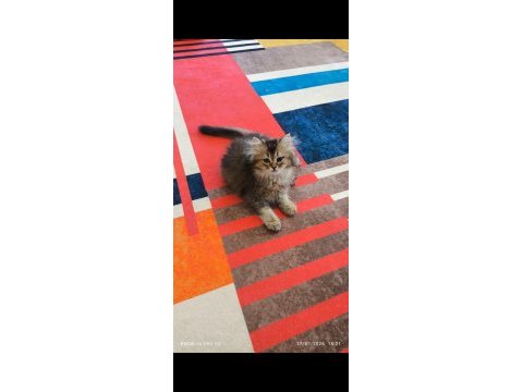 British longhair golden black
