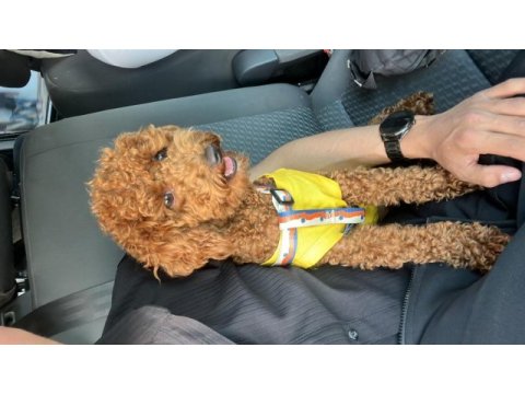 Toy poodle dişi