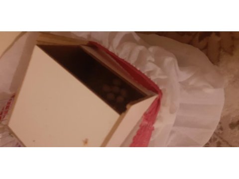 Yumurtada muhabbet kuşu bebekler var diyene ayırırız