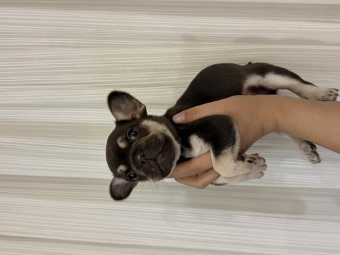 French bulldog 45 günlük