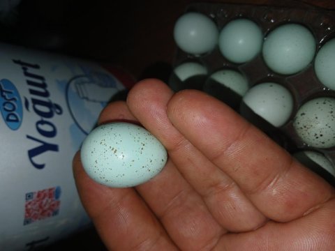 Blue caledon kuluçkalık bıldırcın yumurta