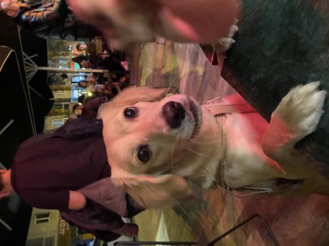13 aylık golden kırması tatlış köpek
