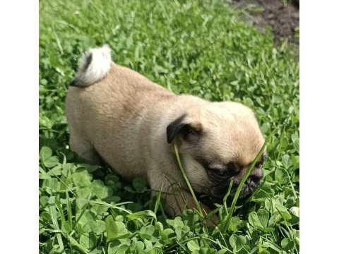 Şaşkın bakışlım pug yavrularım