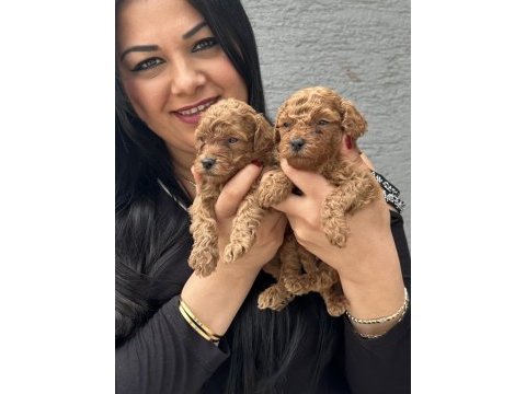 Ufacık sağlık ve ırk garantili toy poodle yavrularım