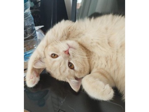 British shorthair hazır