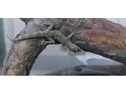 Sevimli gecko