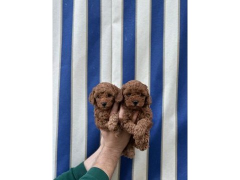 Güzeller güzeli poodle bebekler