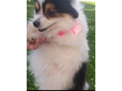 Çok tatlı köpeğimize acil yuva lütfen mesaj atın