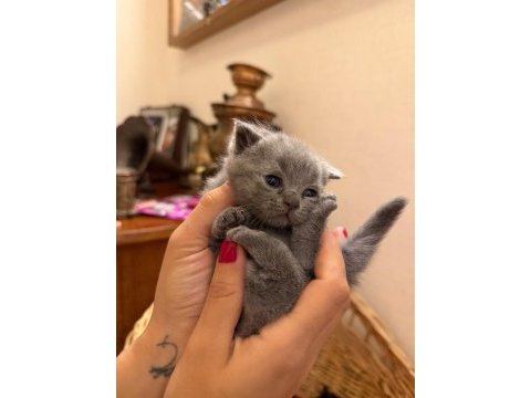 Son kalan yavru british shorthair