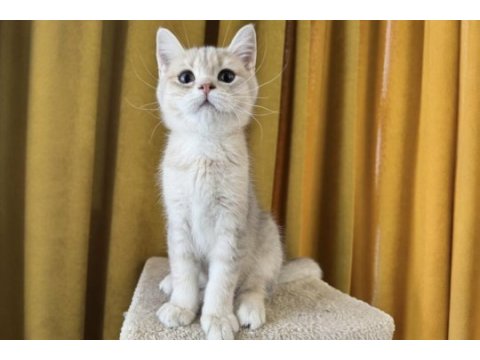 Blue golden british shorthair kedimiz fıstık